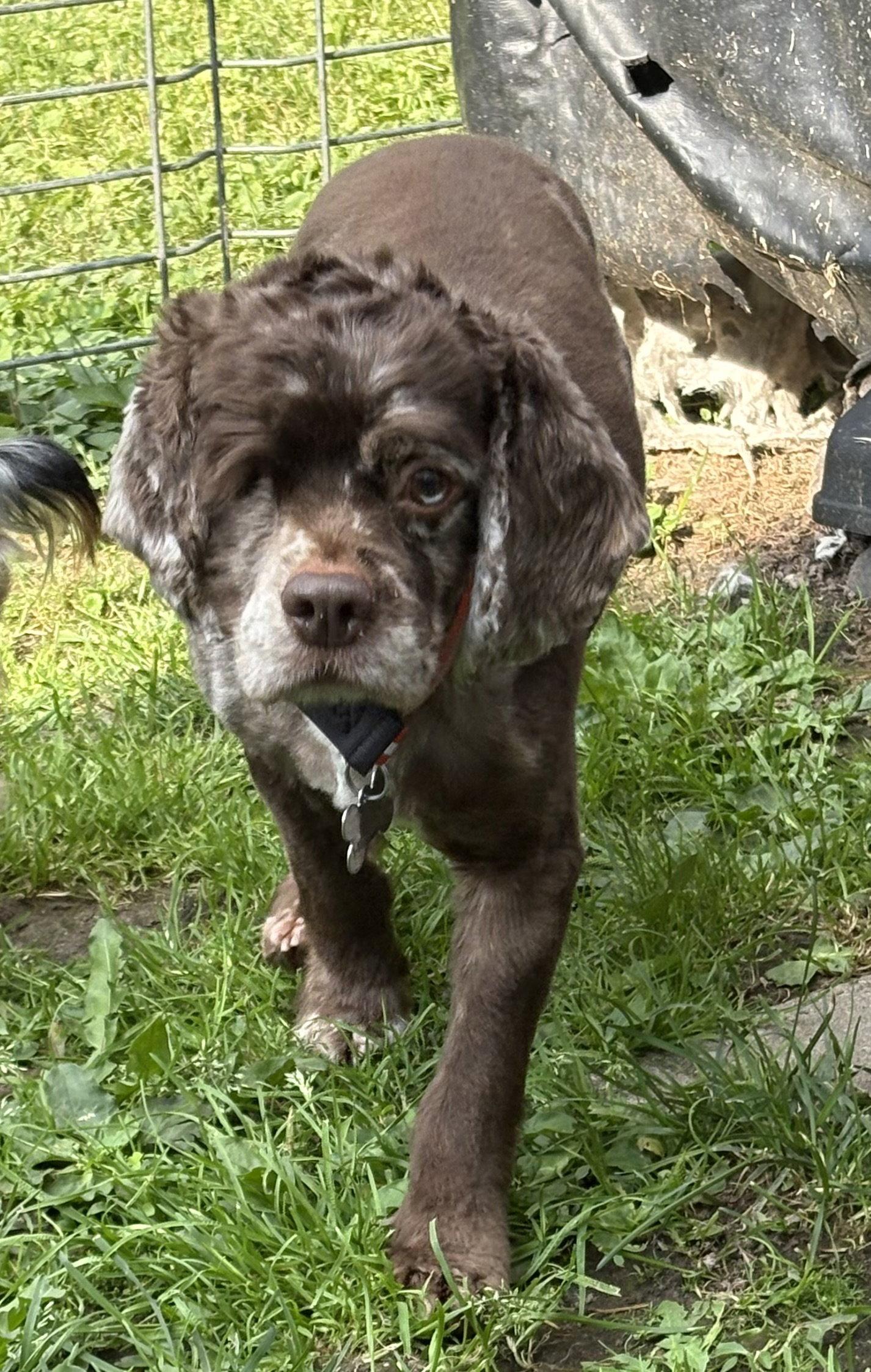 Cuddles 4417, a Adopted Cocker Spaniel in Pickering, ON image 2/3