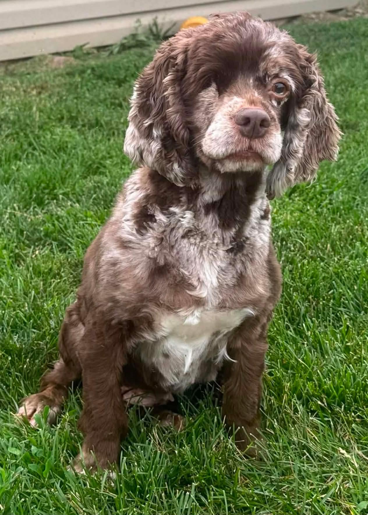 Cuddles 4417, a Adopted Cocker Spaniel in Pickering, ON image 3/3