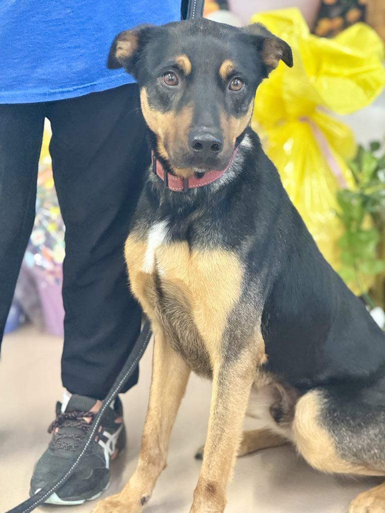 Enlarge Duke, a Adoptable Mixed Breed in Hernando, MS image 1/4