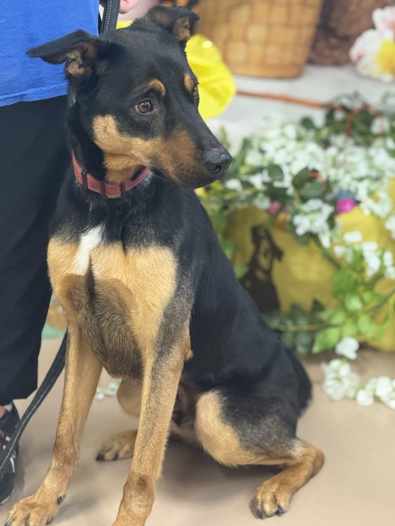 Enlarge Duke, a Adoptable Mixed Breed in Hernando, MS image 2/4