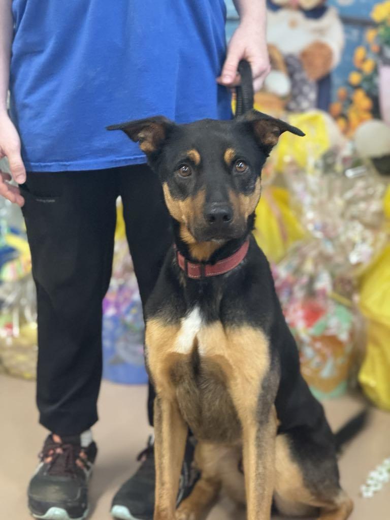 Enlarge Duke, a Adoptable Mixed Breed in Hernando, MS image 3/4