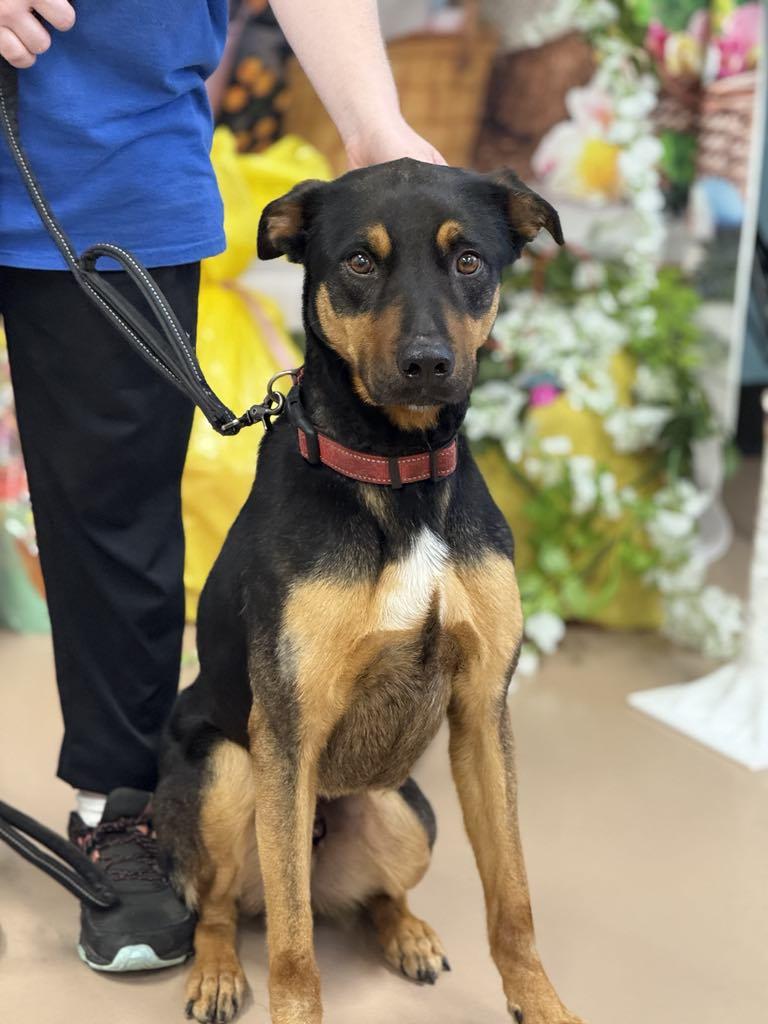 Enlarge Duke, a Adoptable Mixed Breed in Hernando, MS image 4/4