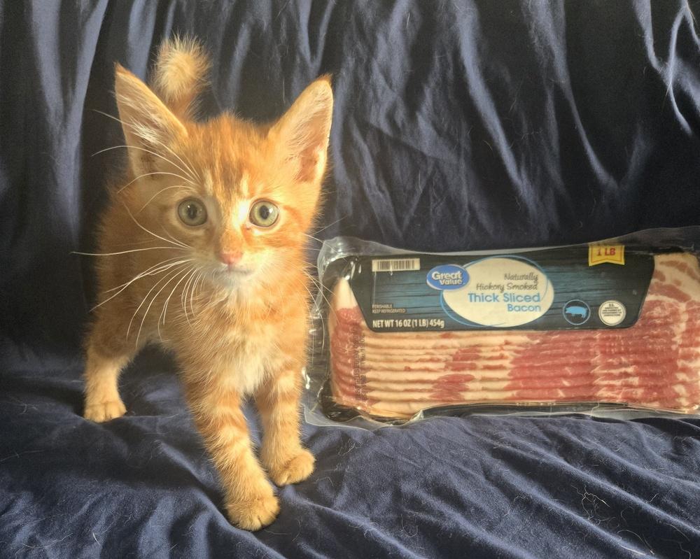 Bacon, Adoptable, Kitten Male Domestic Short Hair.