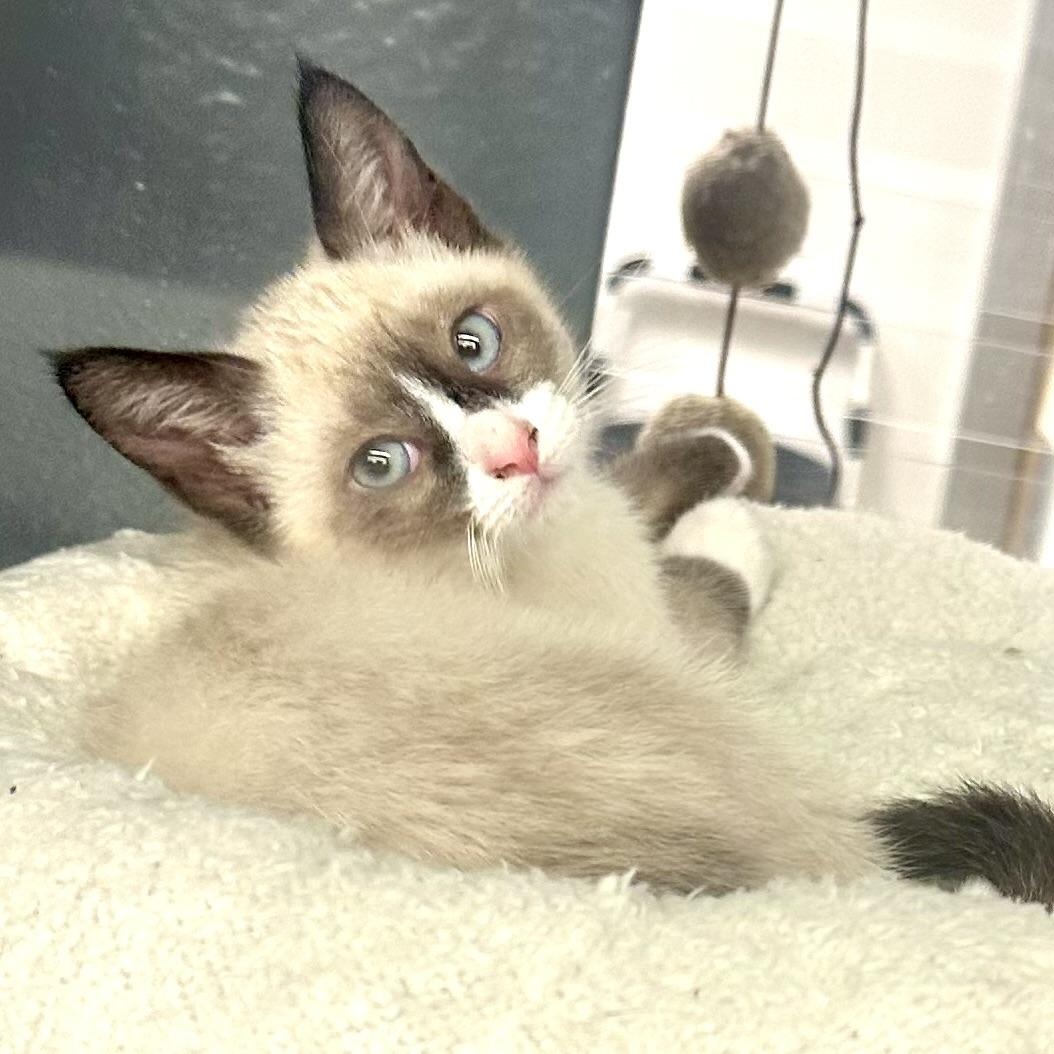 Bandito, adopted, Kitten Male Snowshoe.