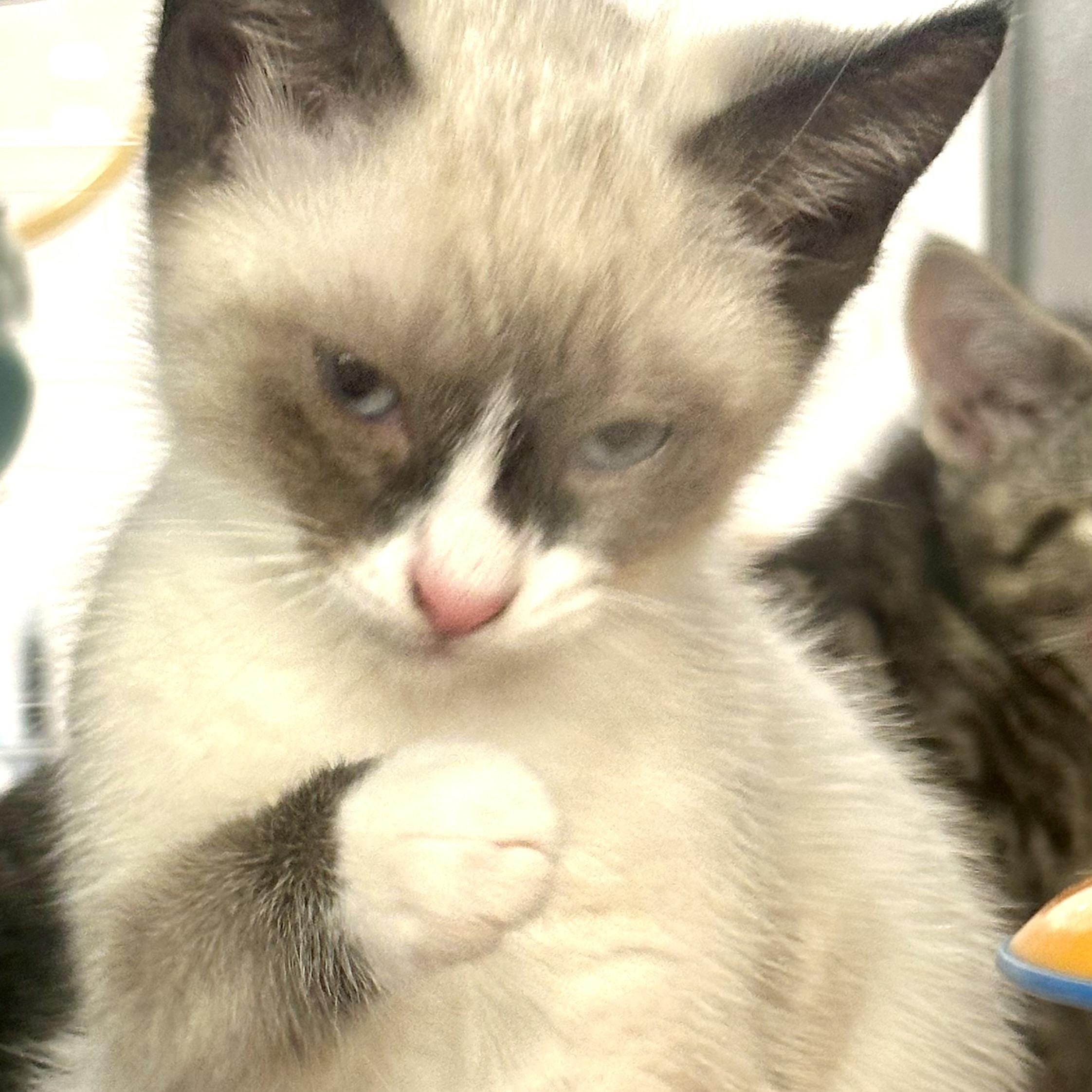 Enlarge Bandito, an adopted Snowshoe in Beaufort, SC image 2/2