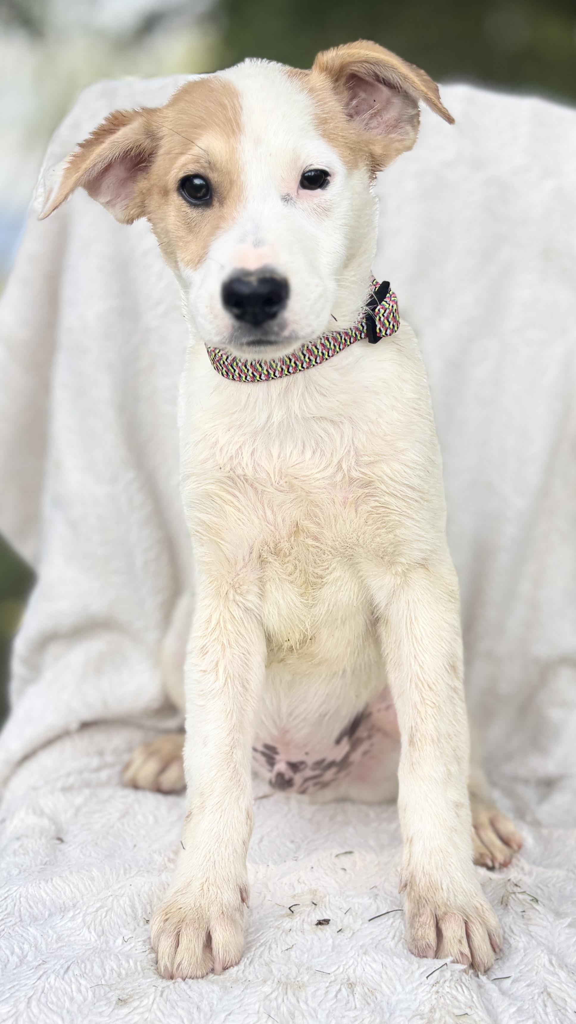 Enlarge BRUNO, a ADOPTABLE mixed breed in Annandale, VA image 1/3