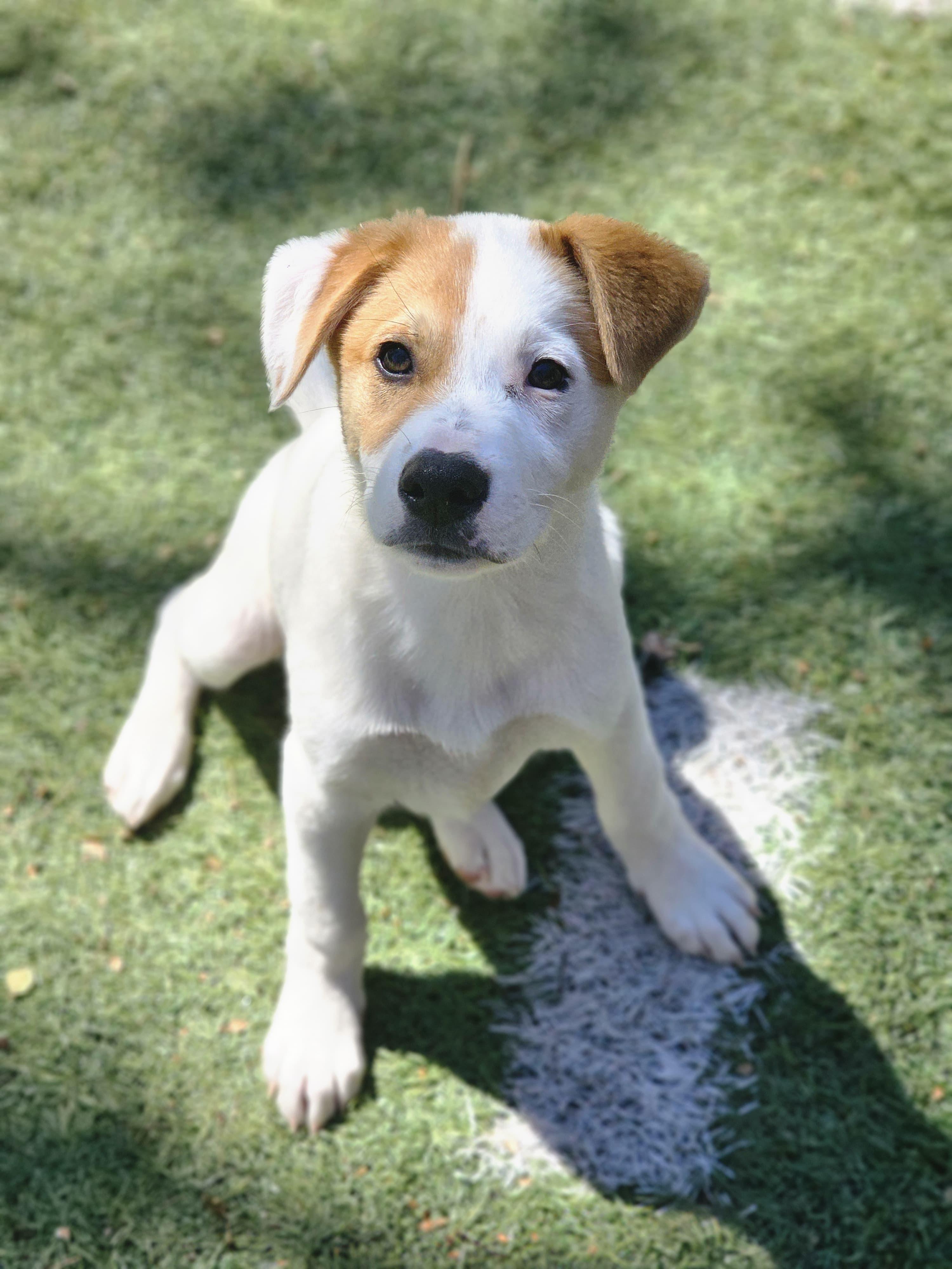 Enlarge BRUNO, a ADOPTABLE mixed breed in Annandale, VA image 2/3
