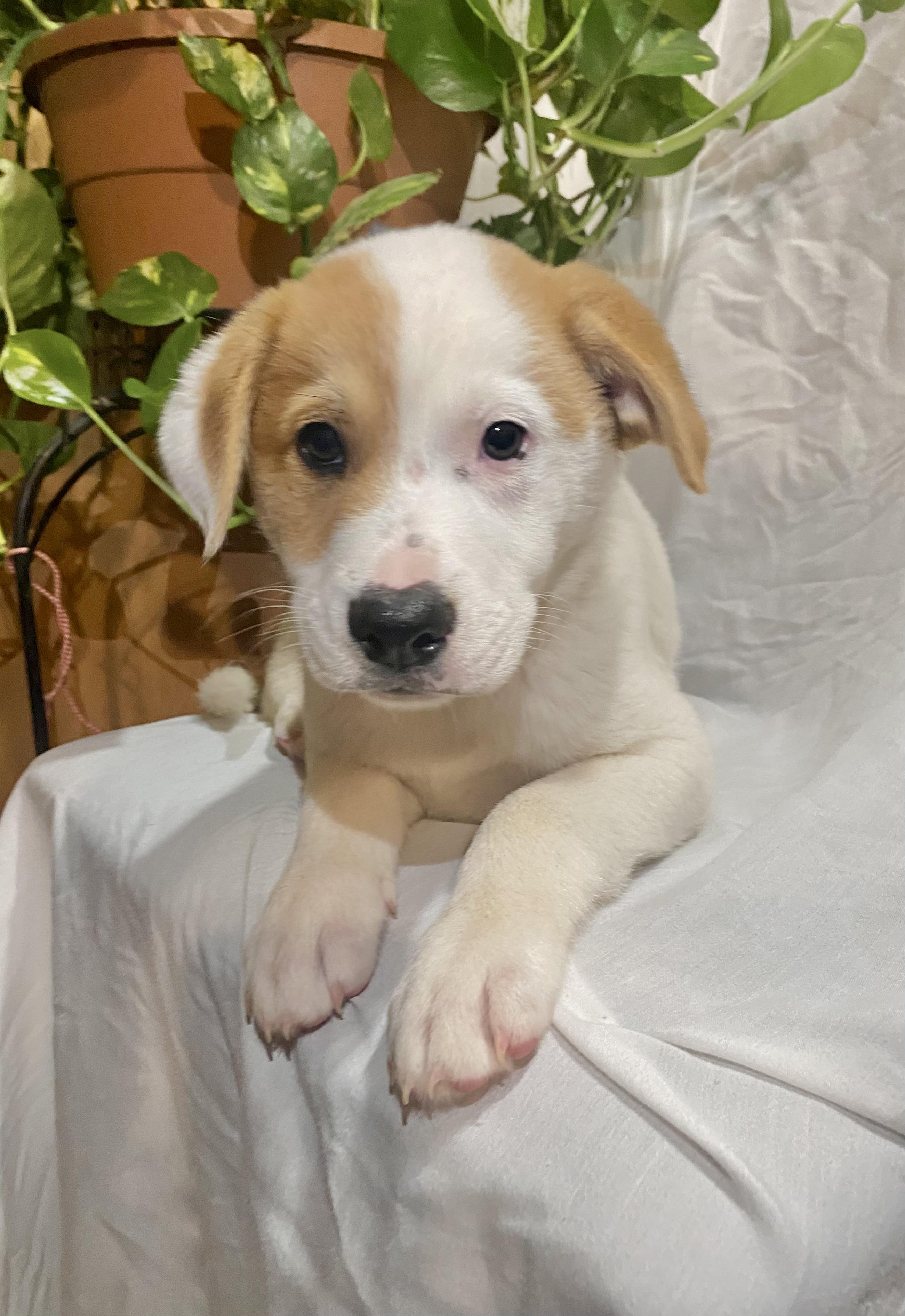BRUNO, ADOPTABLE, Puppy Male Labrador Retriever.