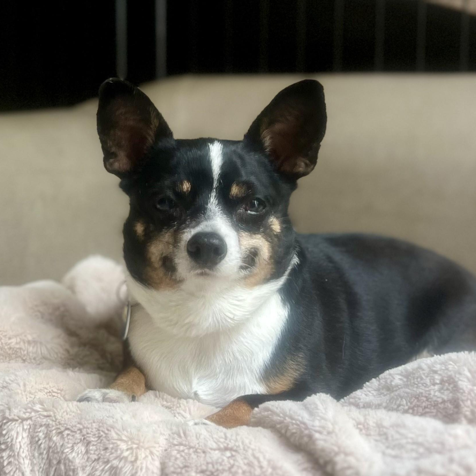 Bodie, an adopted Chihuahua in Severn, MD image 1/5