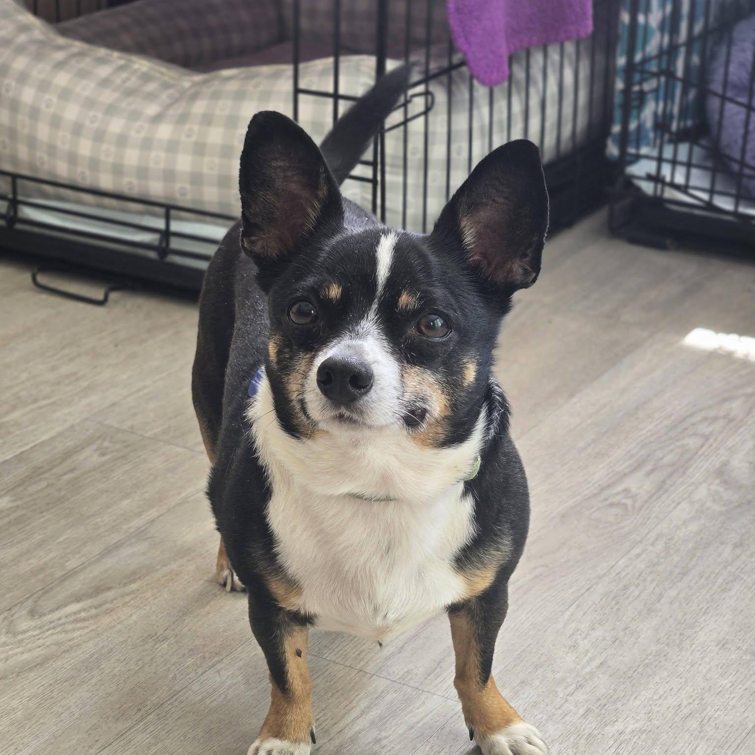 Bodie, an adopted Chihuahua in Severn, MD image 5/5