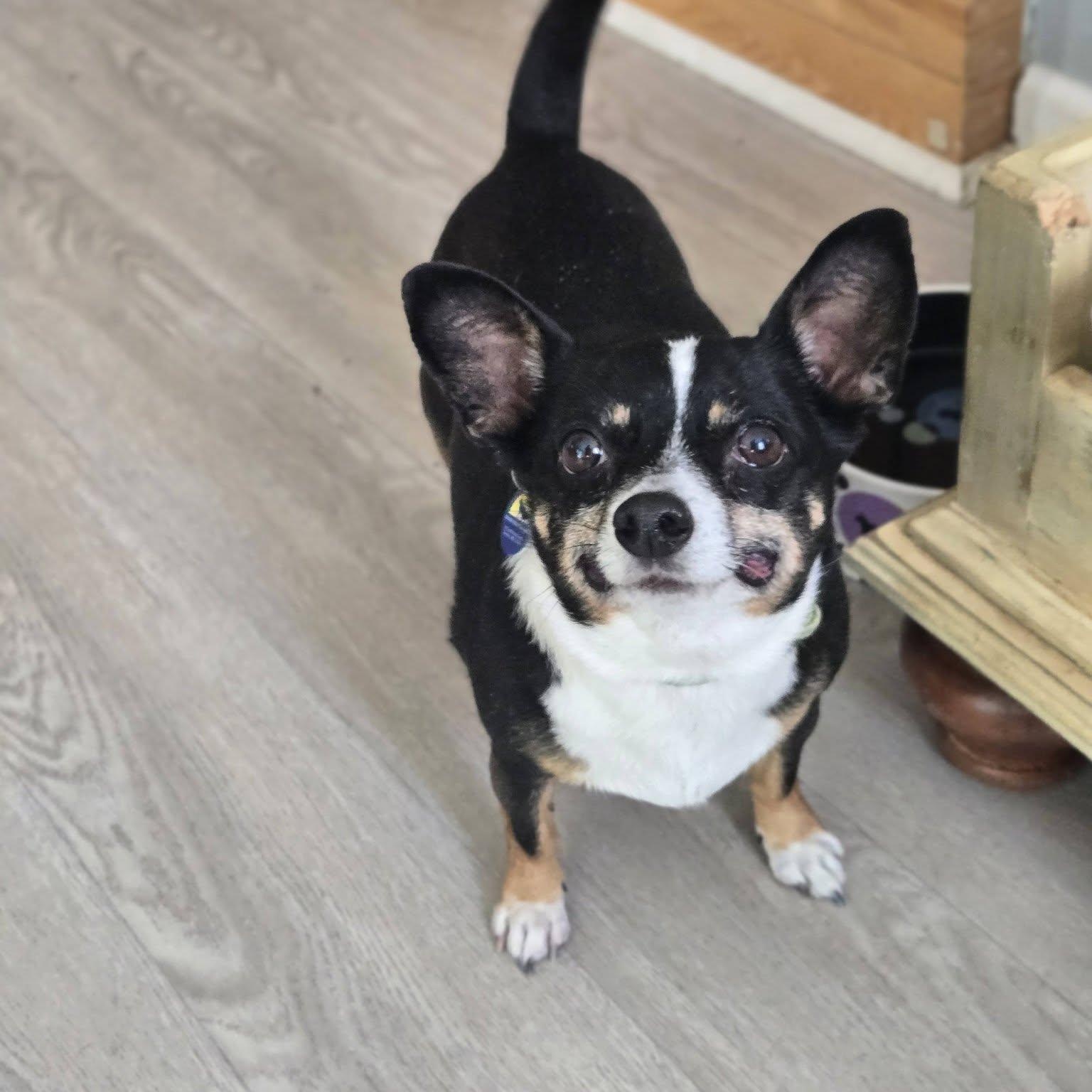 Bodie, an adopted Chihuahua in Severn, MD image 3/5