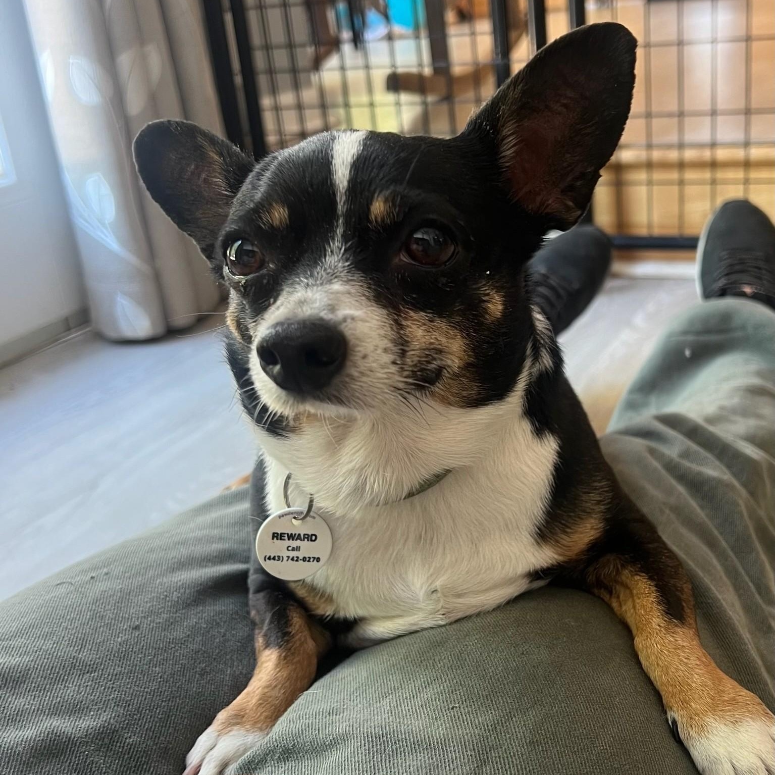 Bodie, an adopted Chihuahua in Severn, MD image 2/5