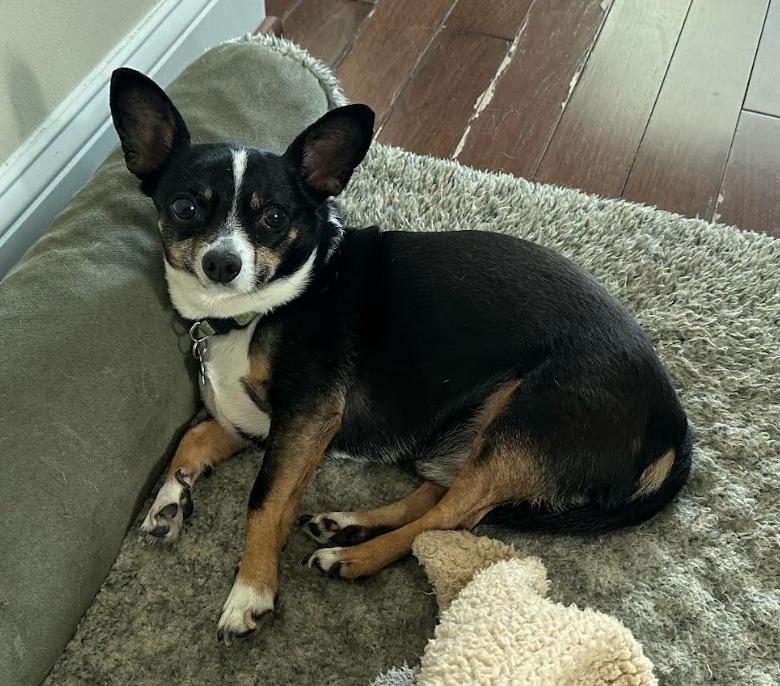 Bodie, an adopted Chihuahua in Severn, MD image 4/5