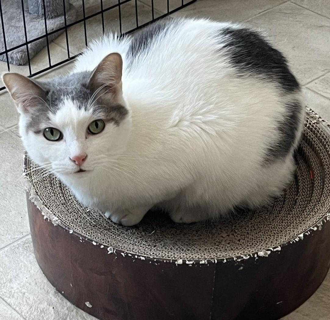 Comet - AC Kitty!, Adoptable, Senior Male Domestic Short Hair.