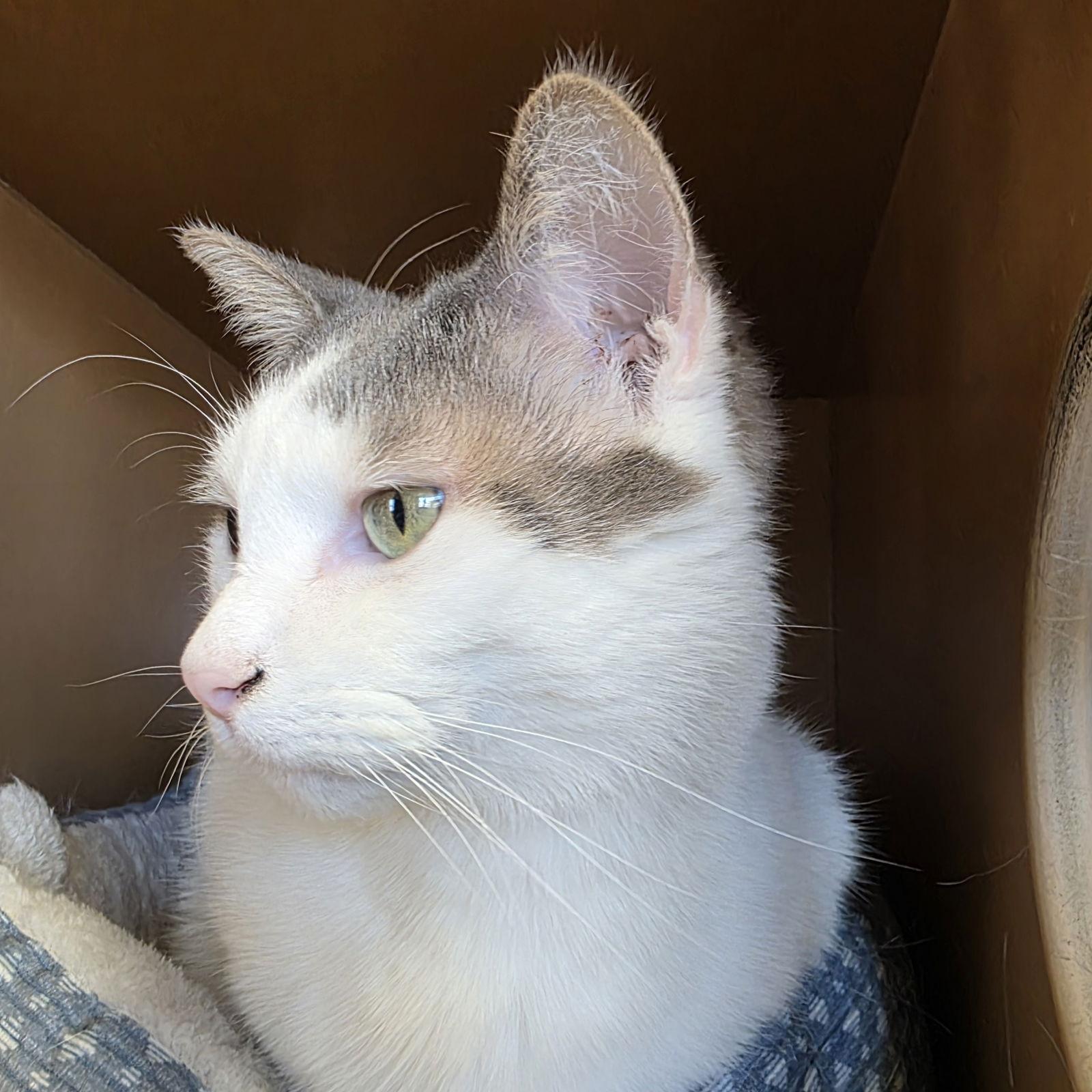 Enlarge Comet - AC Kitty!, a Adoptable Domestic Short Hair in Laramie, WY image 3/3