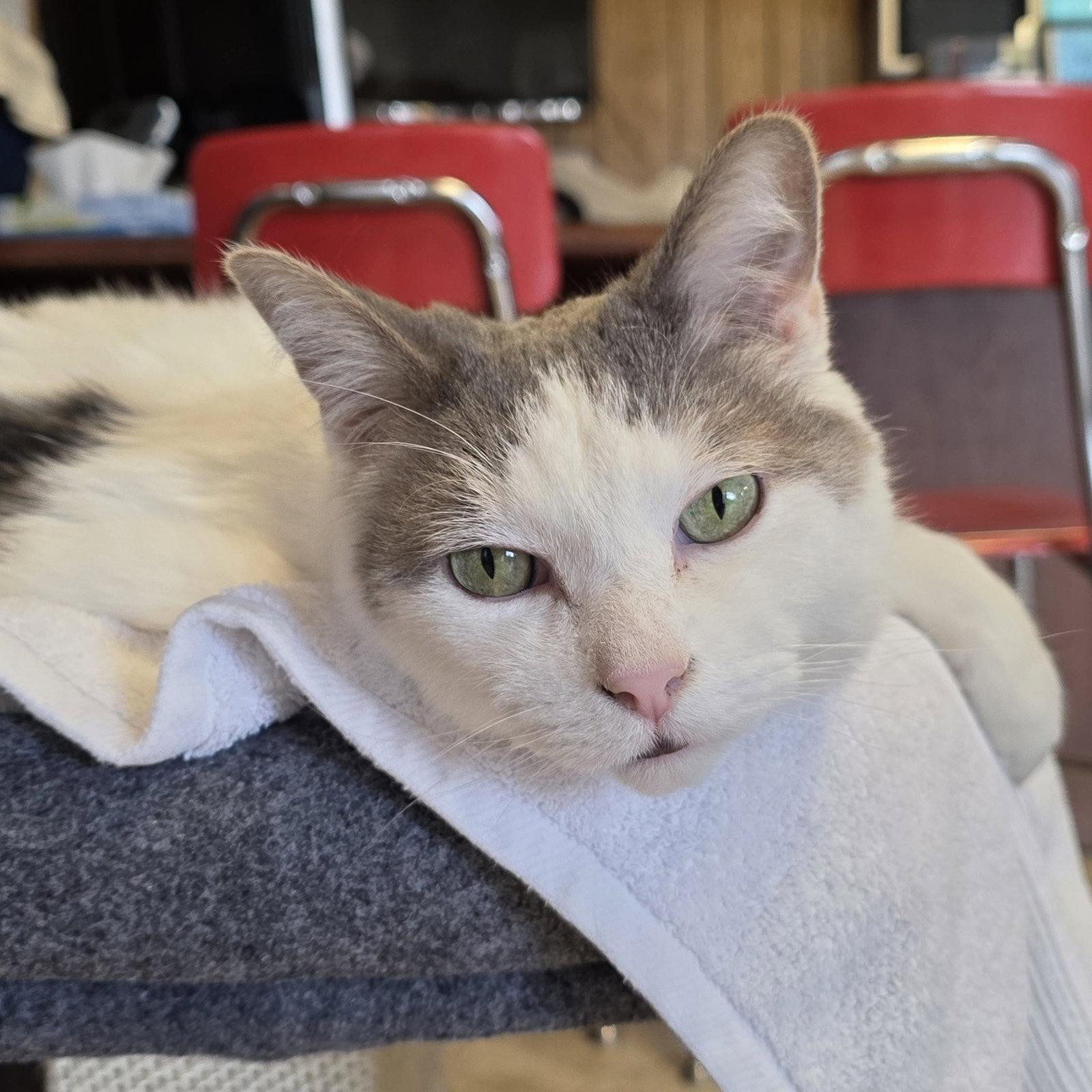 Enlarge Comet - AC Kitty!, a Adoptable Domestic Short Hair in Laramie, WY image 3/3