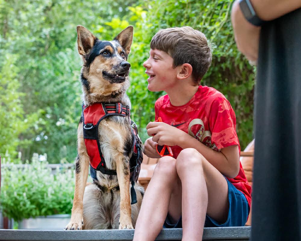 Enlarge Scarlet, a ADOPTABLE mixed breed in Boulder, CO image 2/6