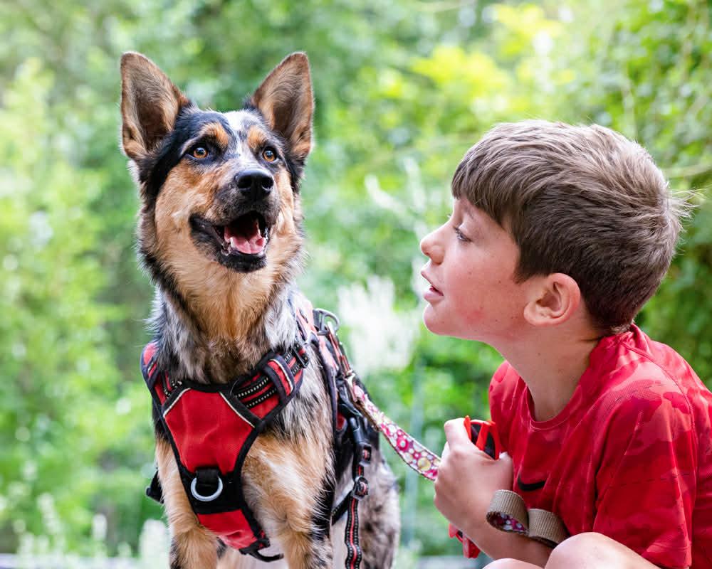 Enlarge Scarlet, a ADOPTABLE mixed breed in Boulder, CO image 5/6