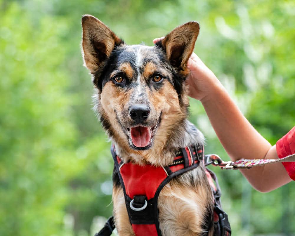 Scarlet, ADOPTABLE, Young Female Australian Shepherd & Border Collie.
