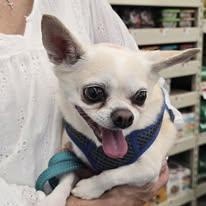 Cisco - AKA - Little Man