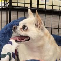 Cisco - IN A FOSTER HOME, an adopted Chihuahua in Fowlerville, MI image 5/5