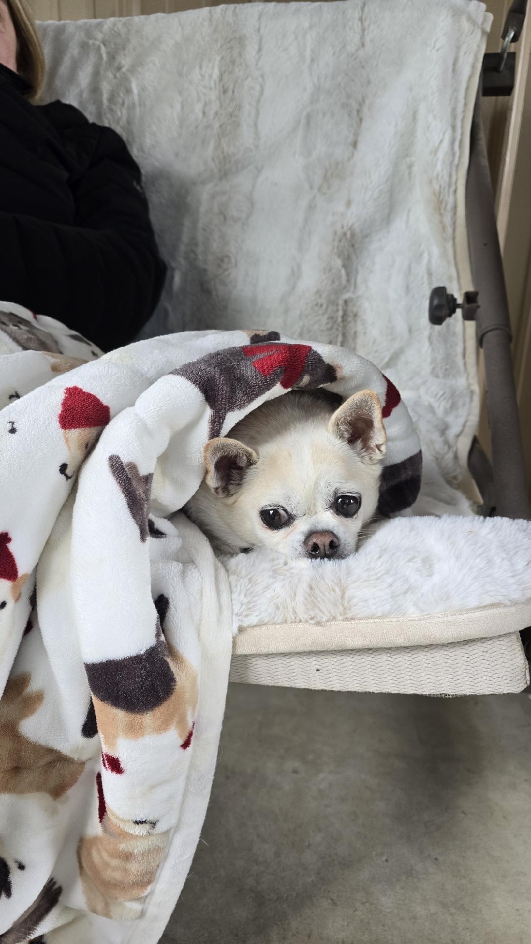 Cisco - IN A FOSTER HOME, an adopted Chihuahua in Fowlerville, MI image 1/5