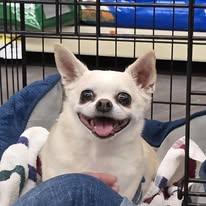 Cisco - IN A FOSTER HOME, Adoptable, Senior Male Chihuahua.