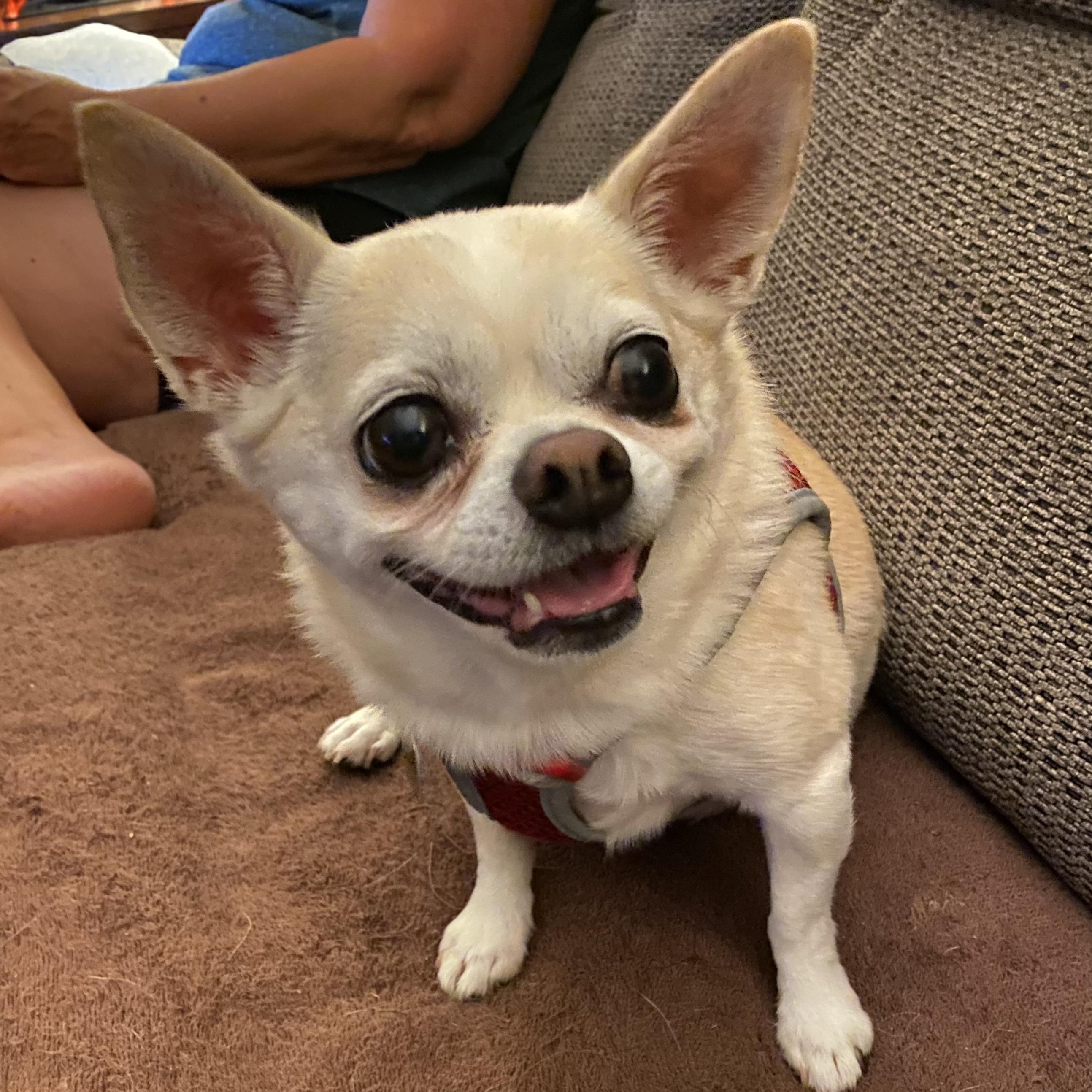 Cisco - IN A FOSTER HOME, an adopted Chihuahua in Fowlerville, MI image 2/5