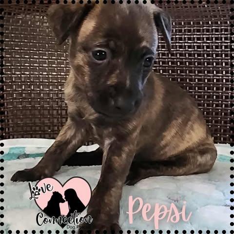 Enlarge Pepsi, a Adopted mixed breed in Gilbert, AZ image 1/1