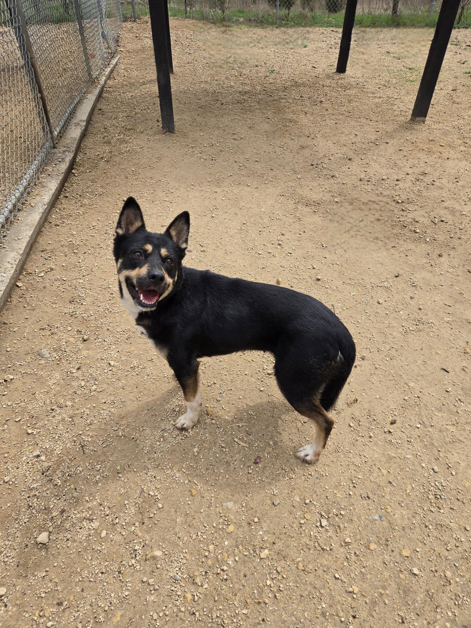 Enlarge Lady Liberty, a Adoptable Shepherd in Maquoketa, IA image 1/1
