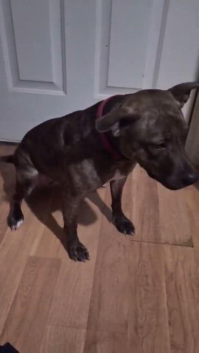 Enlarge Poppy, a Adoptable mixed breed in Oaklyn , NJ video 3/6