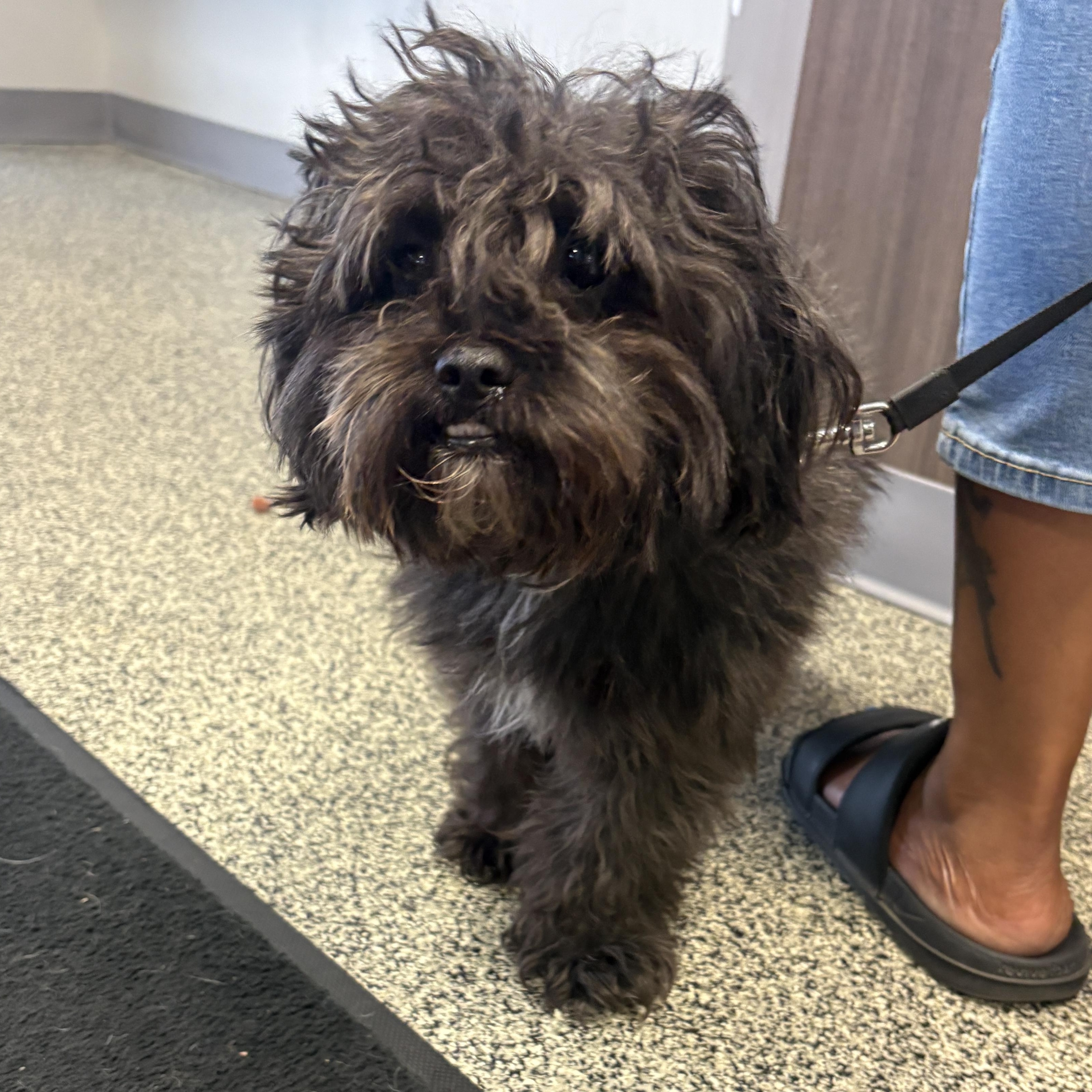 Benji, adopted, Adult Male Shih poo & Mixed Breed.