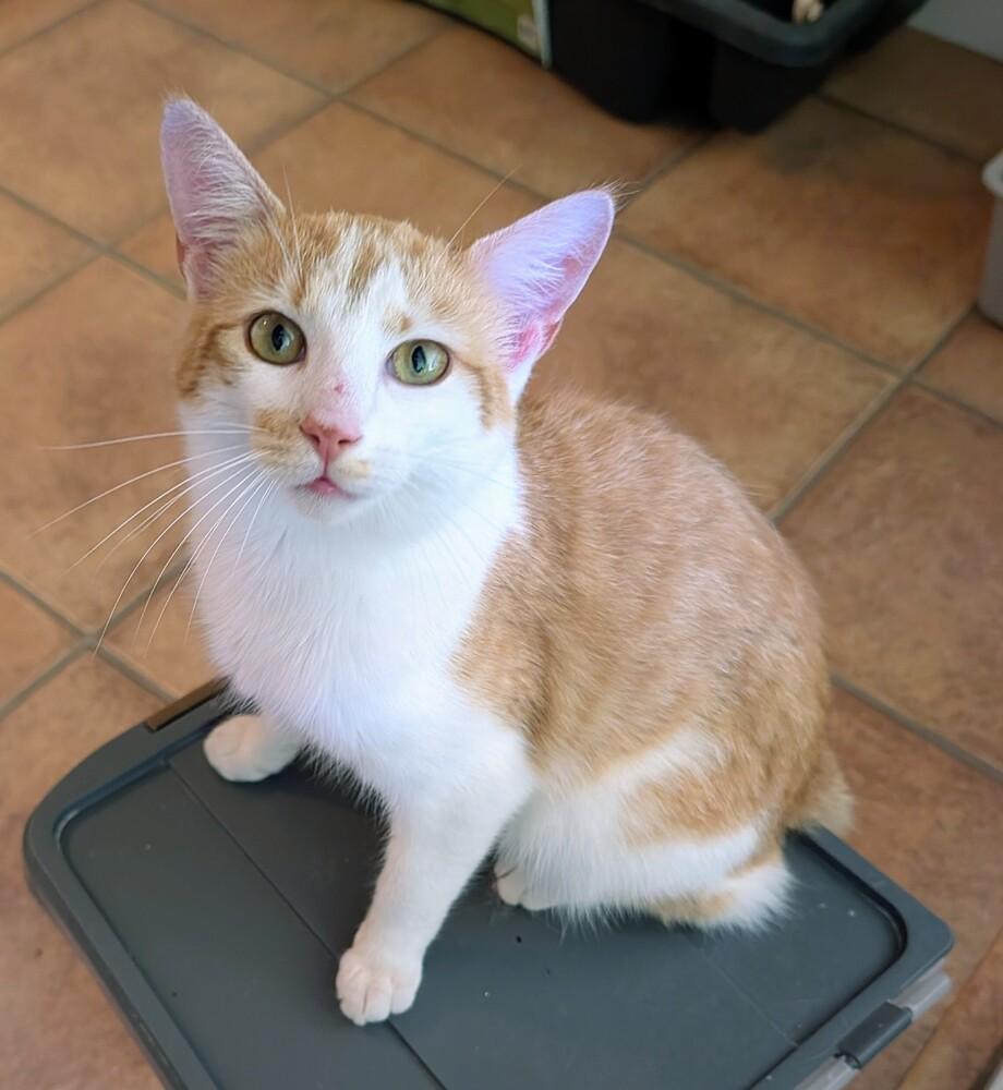 Buddy, Adoptable, Young Male Domestic Short Hair.