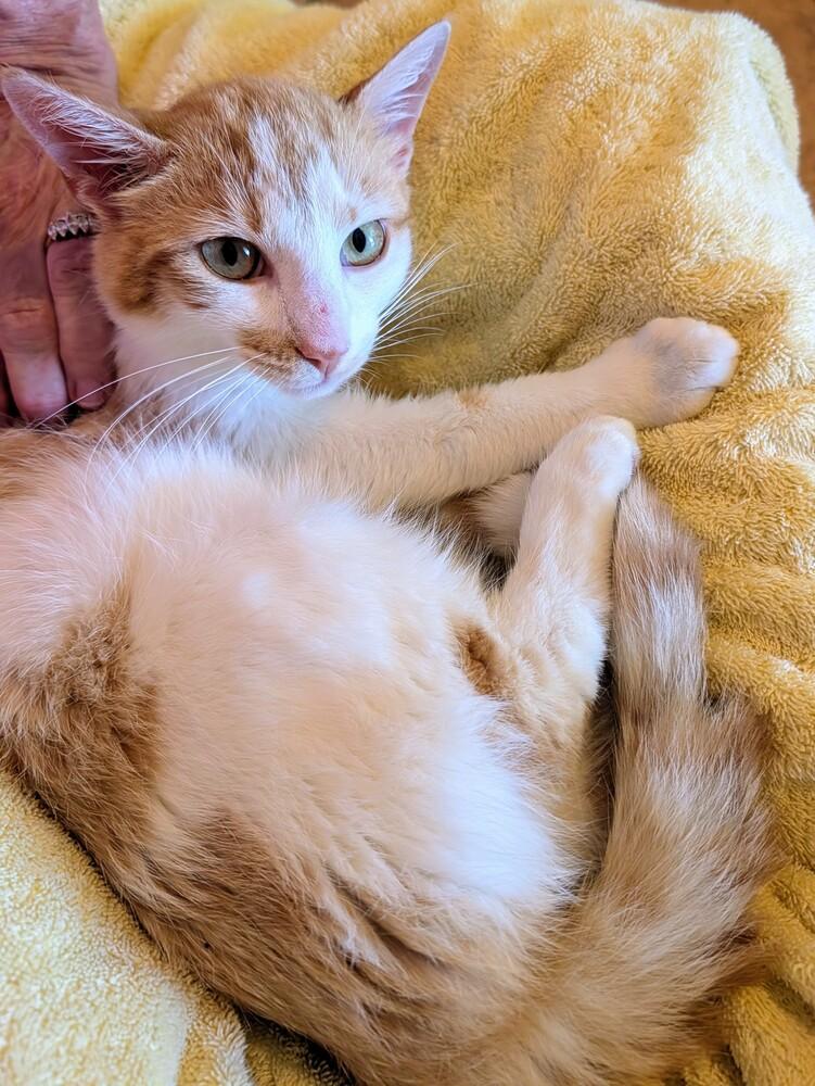 Buddy, a Adoptable Domestic Short Hair in Louisa, VA image 2/6