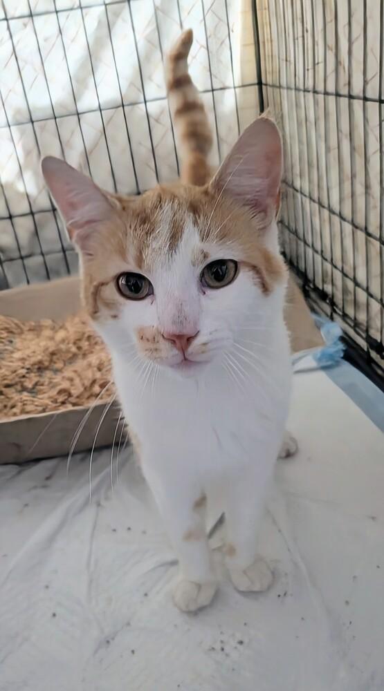 Buddy, a Adoptable Domestic Short Hair in Louisa, VA image 3/6