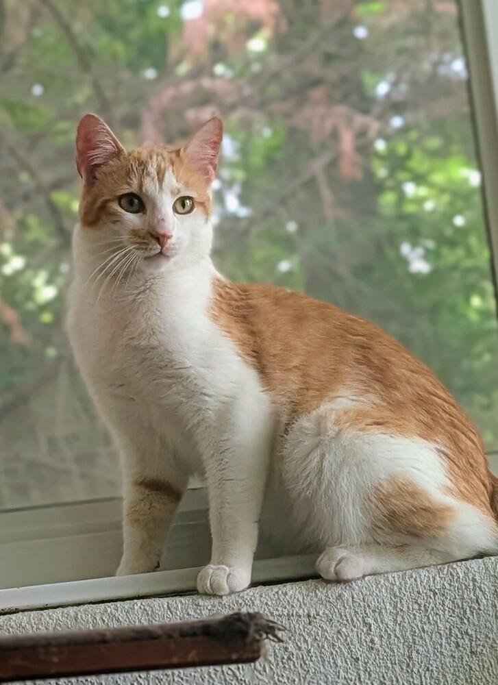 Buddy, a Adoptable Domestic Short Hair in Louisa, VA image 4/6