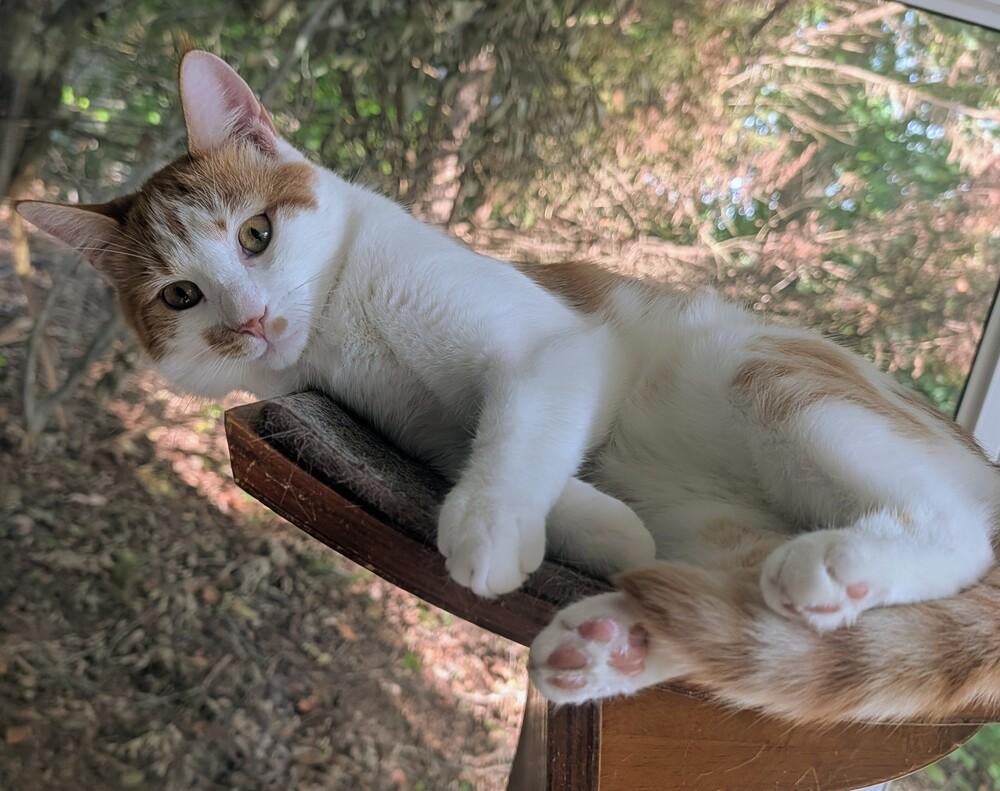 Enlarge Buddy, a Adoptable Domestic Short Hair in Louisa, VA image 4/6