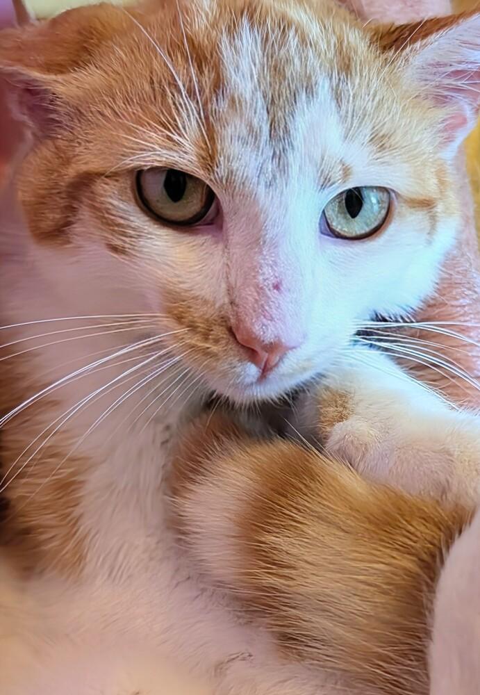 Buddy, a Adoptable Domestic Short Hair in Louisa, VA image 5/6