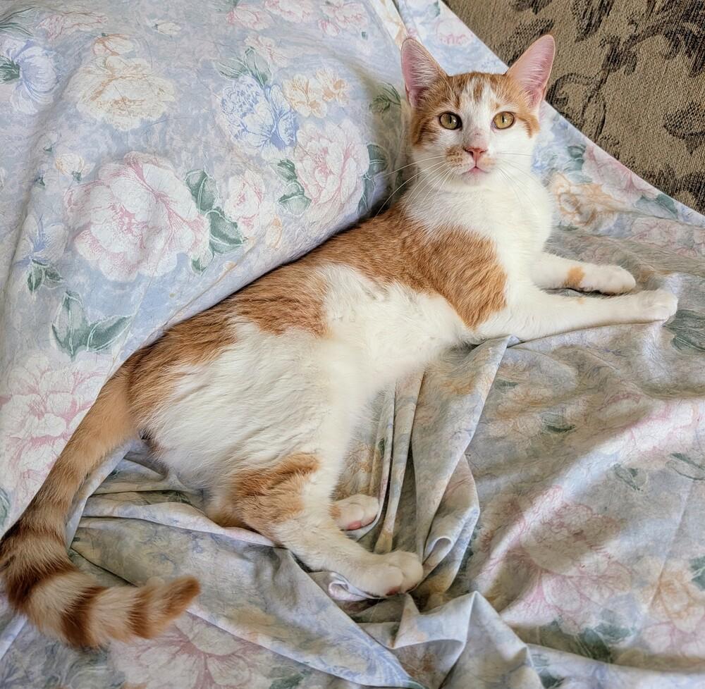Buddy, a Adoptable Domestic Short Hair in Louisa, VA image 6/6