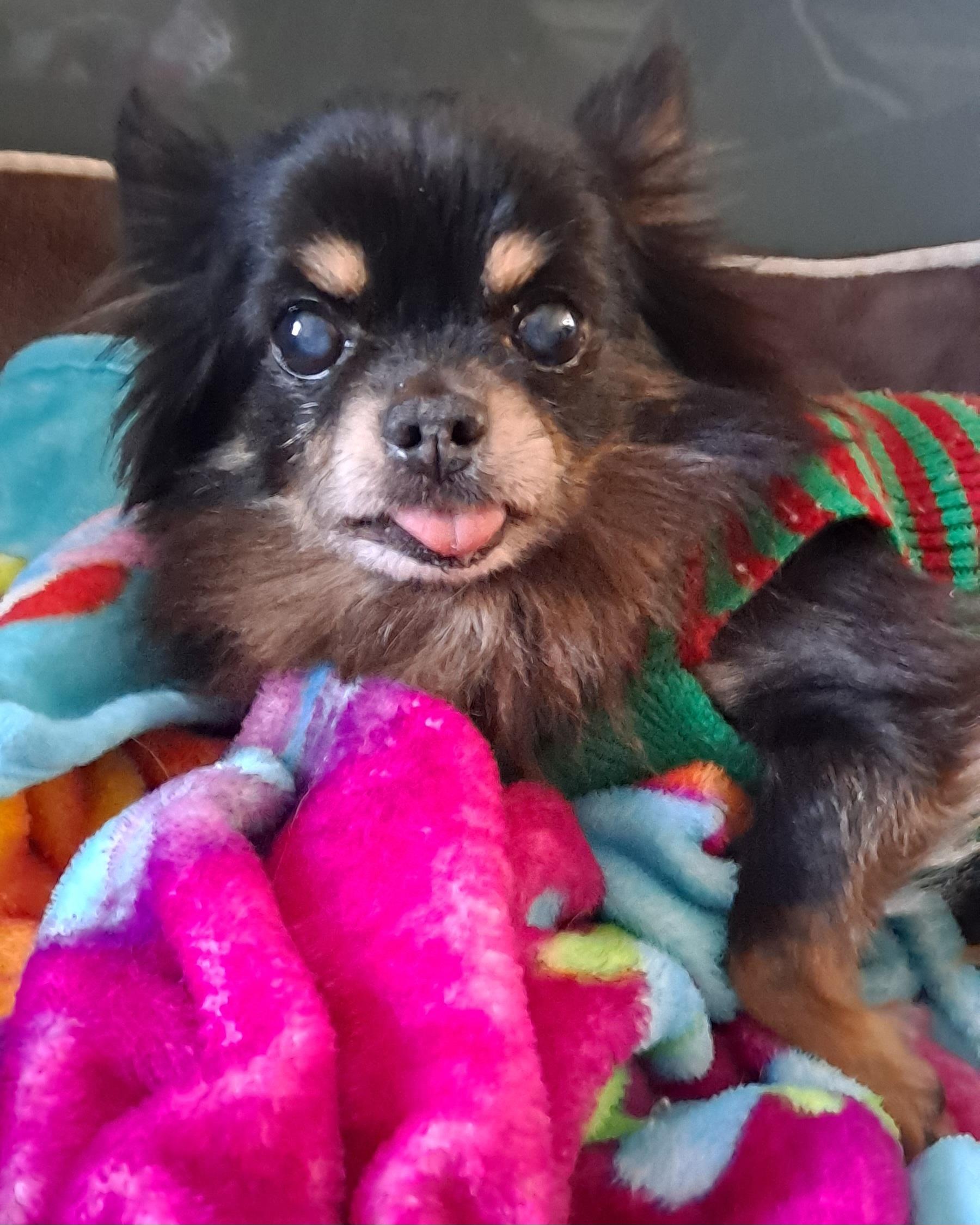 Enlarge Vinny, a ADOPTABLE Pomeranian in Fairview Park, OH image 1/1