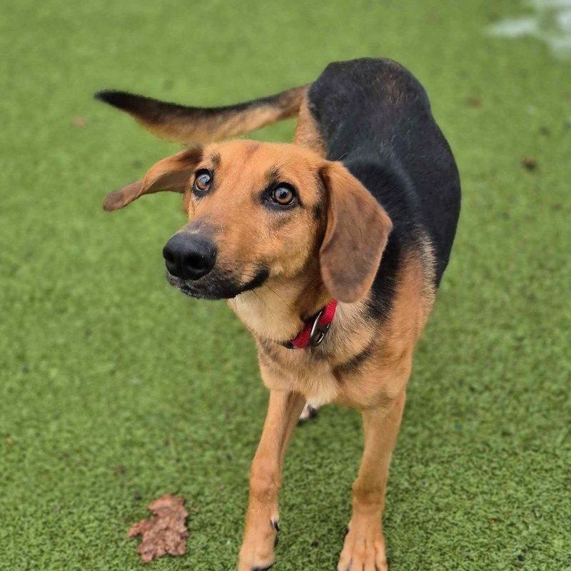 Enlarge Samson, a ADOPTABLE mixed breed in New Bedford, MA image 1/2