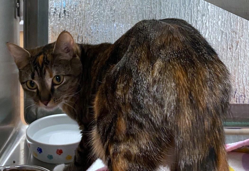 Enlarge Delilah A214929, an adopted Domestic Short Hair in Plano, TX image 1/4