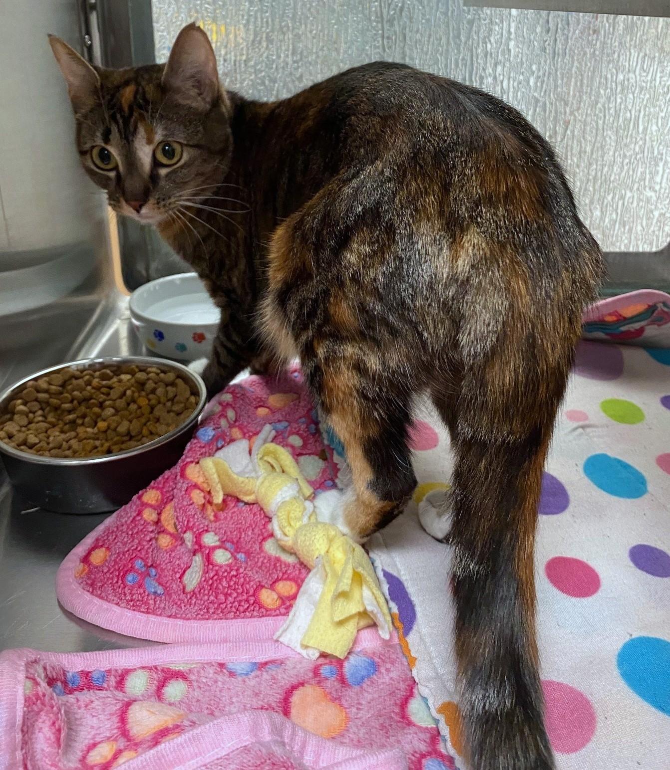 Enlarge Delilah A214929, an adopted Domestic Short Hair in Plano, TX image 4/4