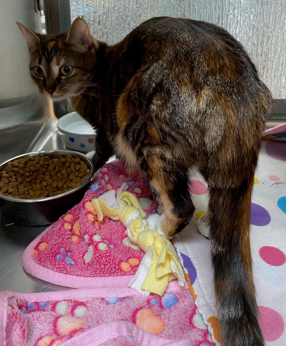 Enlarge Delilah A214929, an adopted Domestic Short Hair in Plano, TX image 3/4