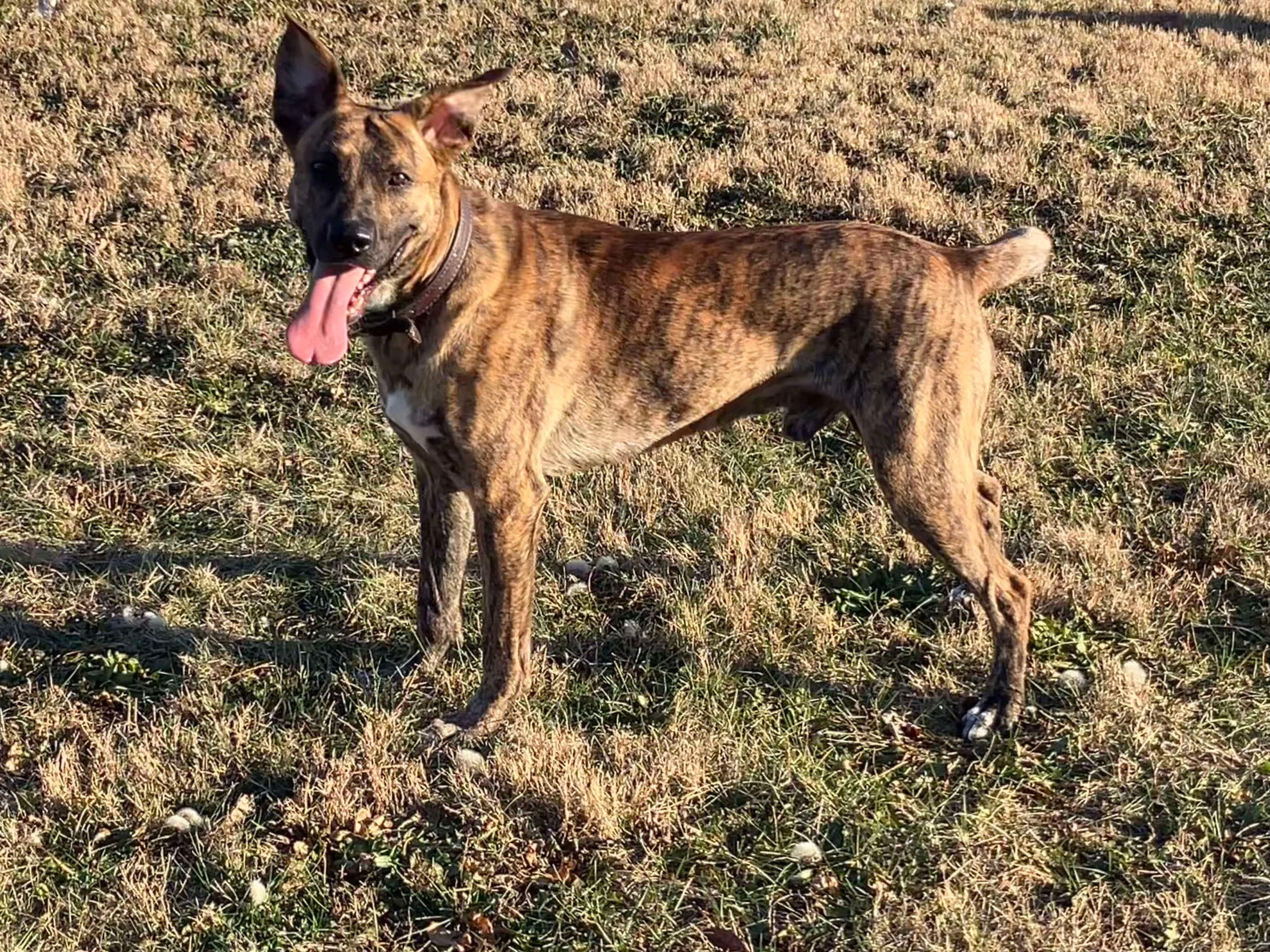 Wylie, Adoptable, Young Male German Shepherd Dog.