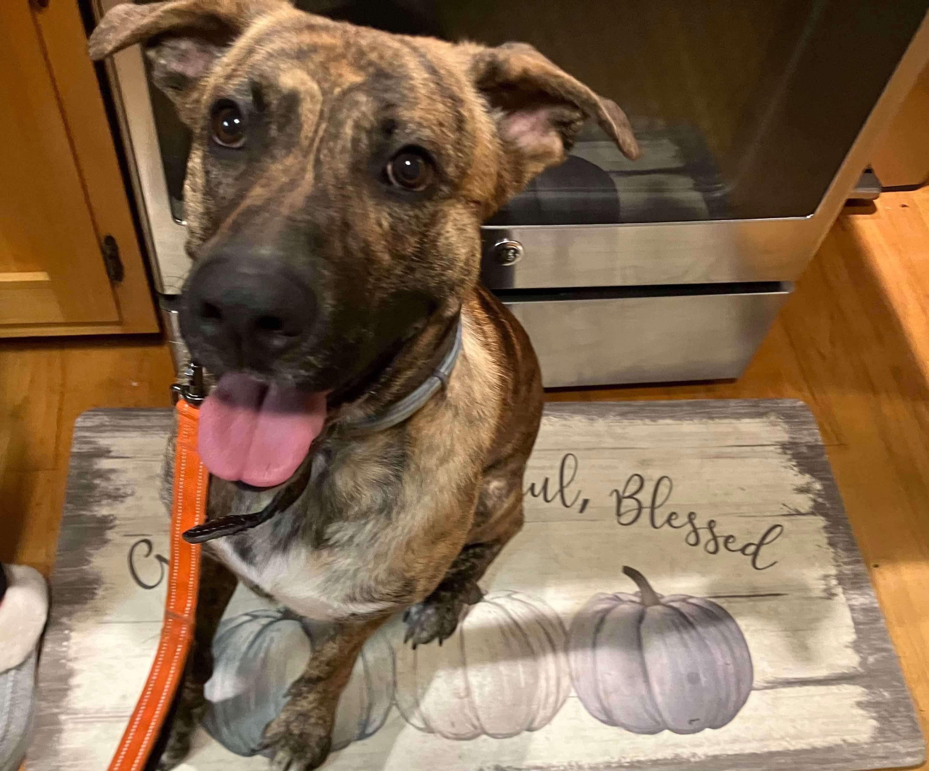 Enlarge Wylie, a Adoptable mixed breed in Roachdale, IN image 3/3