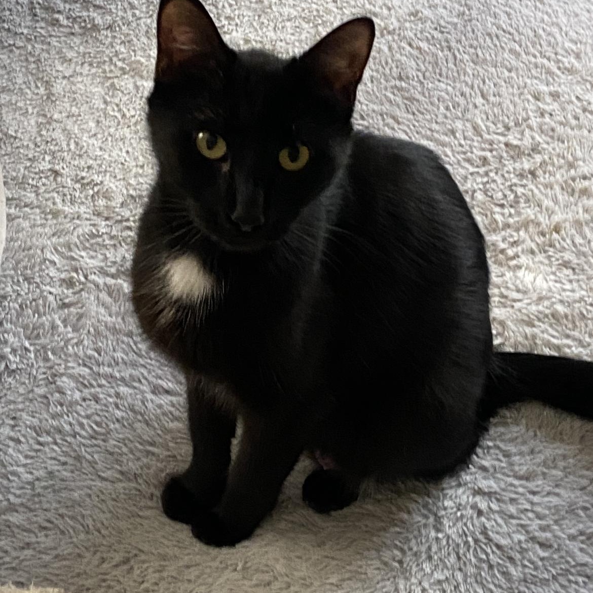Mazzy, a Adoptable mixed breed in Omaha, NE image 2/2