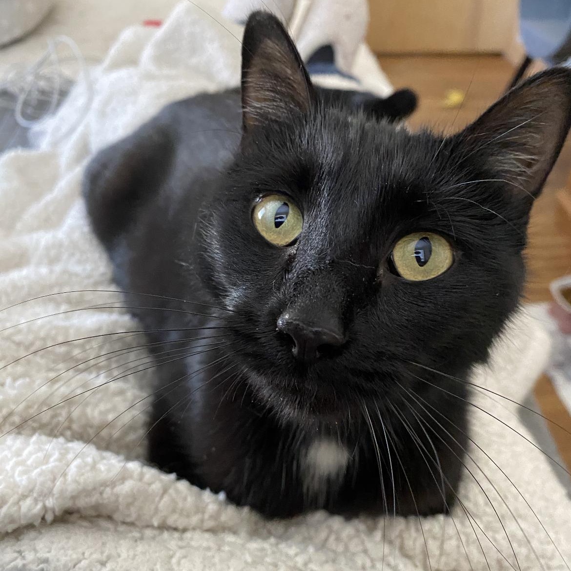 Mazzy, Adoptable, Young Female Domestic Short Hair.
