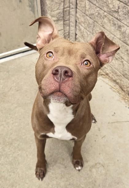 Enlarge Bernadette, a ADOPTABLE Pit Bull Terrier in South Bend, IN image 3/3