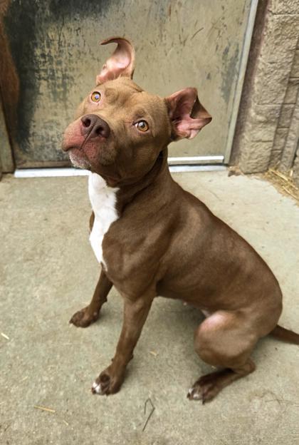 Enlarge Bernadette, a ADOPTABLE Pit Bull Terrier in South Bend, IN image 1/3